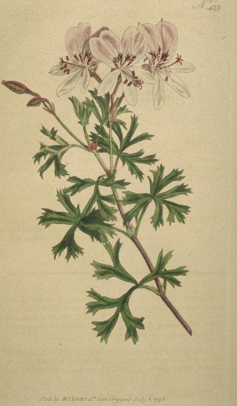 Pelargonium ternatum - Curtis's Botanical