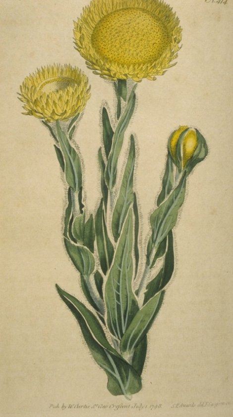 Helichrysum fulgidum - Curtis's Botanical