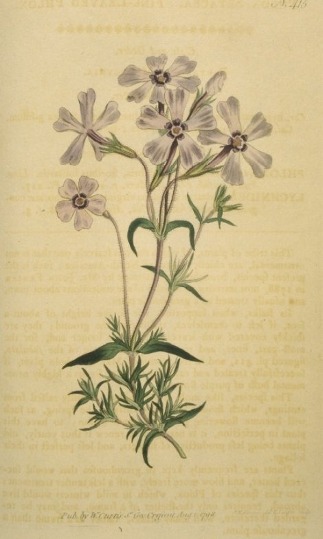 Phlox setaca - Curtis's Botanical