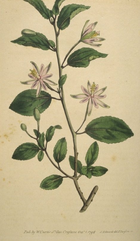Erica corifolia - Curtis's Botanical