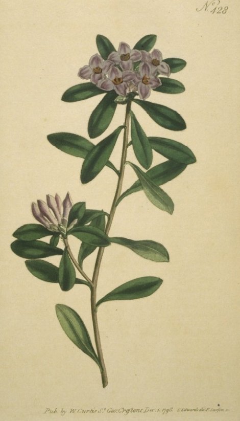 Daphne napolitana - Curtis's Botanical