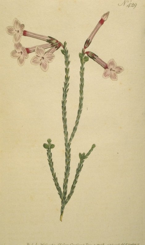 Erica jasminiflora - Curtis's Botanical
