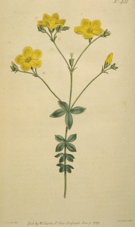 Linum quadrifolium - Curtis's Botanical