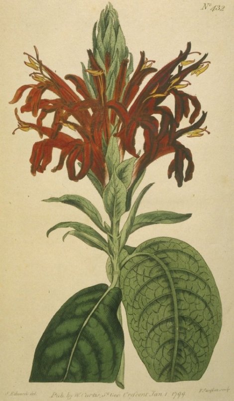 Pachystachys coccinea - Curtis's Botanical