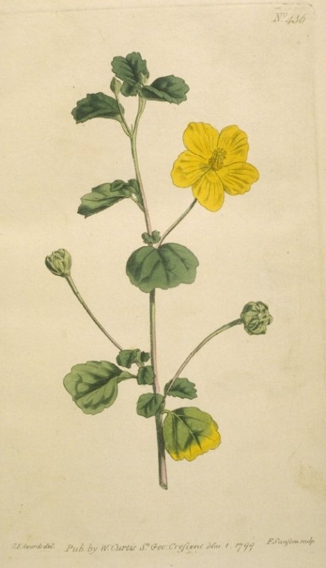Pavonia praemorsa - Curtis's Botanical