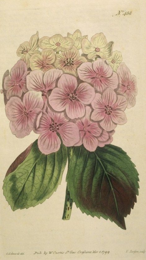 Hydrangea hortensis - Curtis's Botanical
