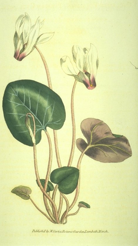 Cyclamen persicum - Curtis's Botanical