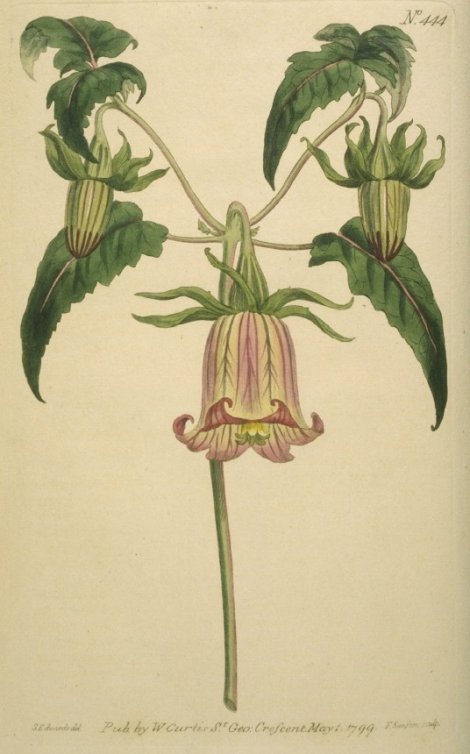 Canarina canariensis - Curtis's Botanical