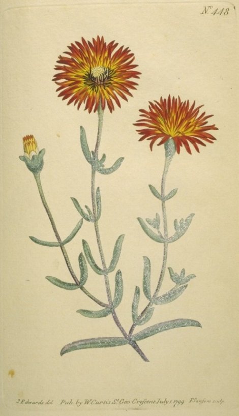 Drosanthemum micans - Curtis's Botanical