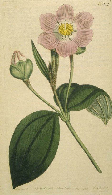 Blakea trinervia - Curtis's Botanical