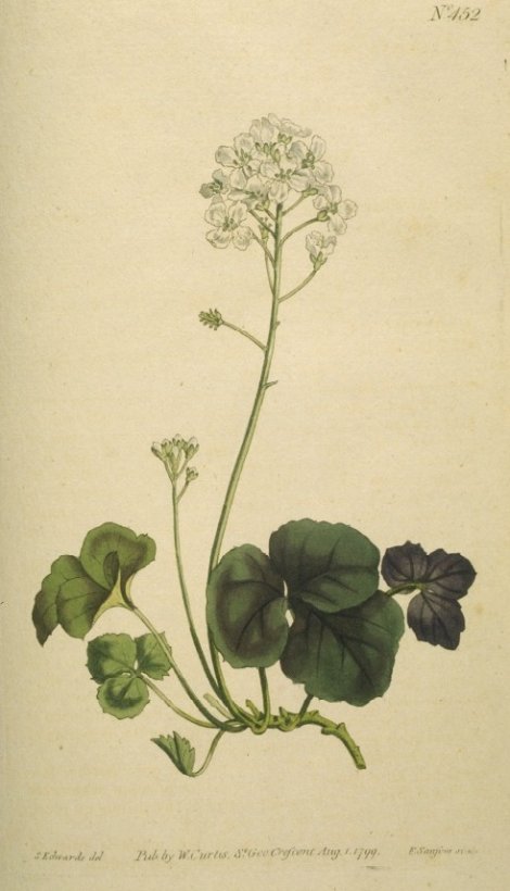 Cardamine trifolia - Curtis's Botanical