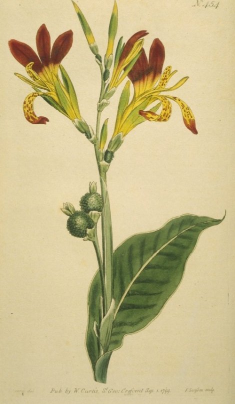 Canna indica - Curtis's Botanical
