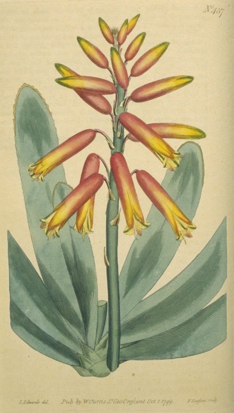 Aloe plicatilis - Curtis's Botanical