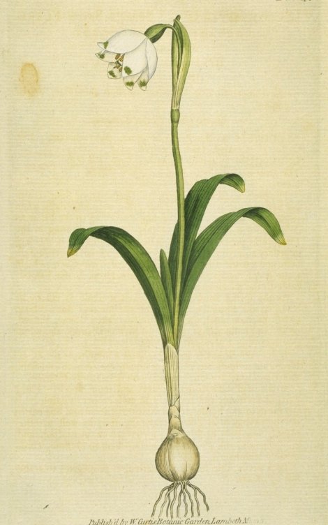 Leucojum vernum - Curtis's Botanical