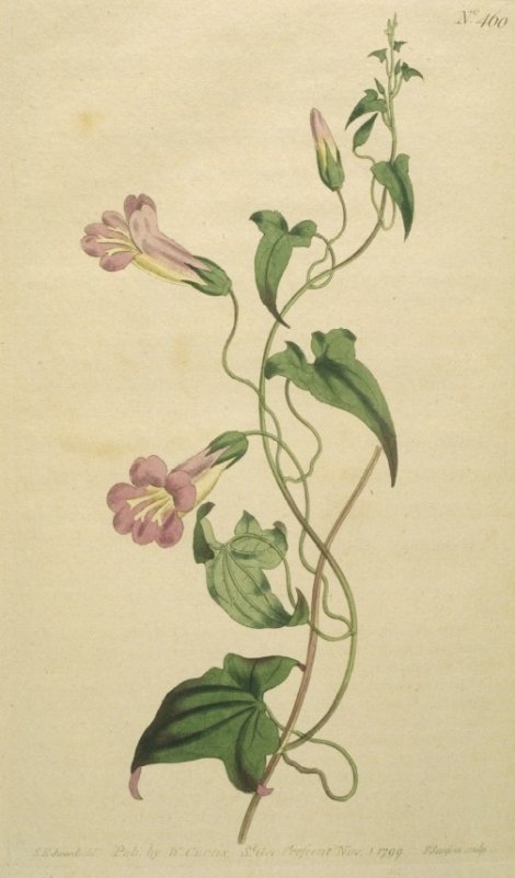 Maurandya semperflorens - Curtis's Botanical