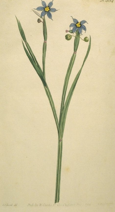 Indigofera angustifolia - Curtis's Botanical