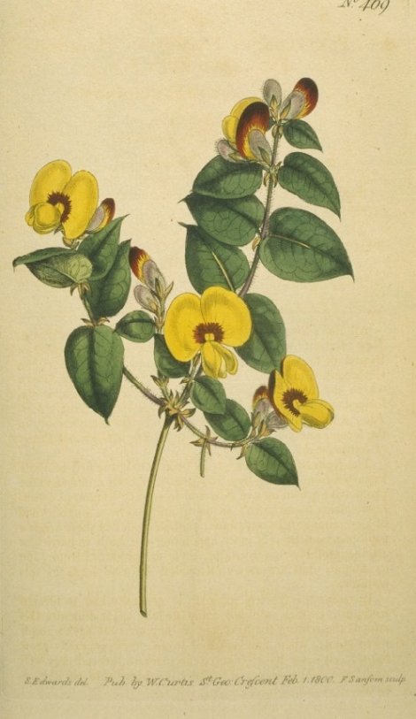 Platylobium formosum - Curtis's Botanical