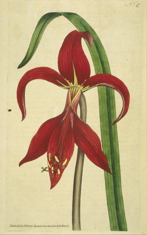 Sprekelia formosissima - Curtis's Botanical