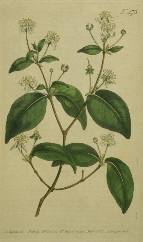 Eugenia uniflora - Curtis's Botanical
