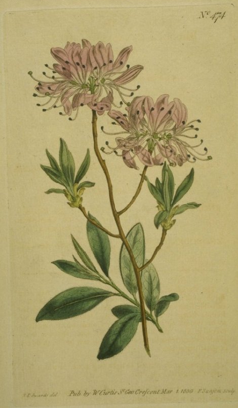 Rhododendron canadense (L.) Torr. - Curtis's Botanical