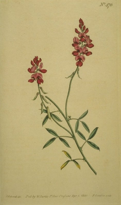 Indigofera psoraloides - Curtis's Botanical