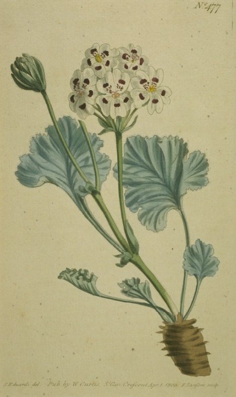 Pelargonium crassicaule - Curtis's Botanical