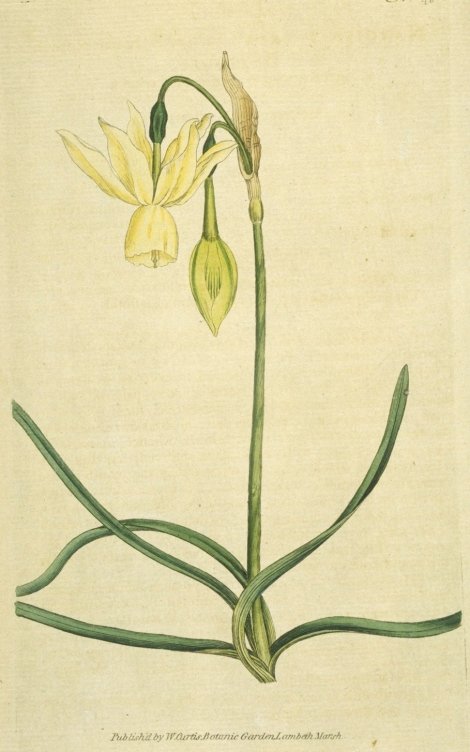 Narcissus triandrus - Curtis's Botanical