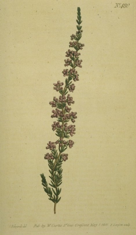 Erica pubescens - Curtis's Botanical