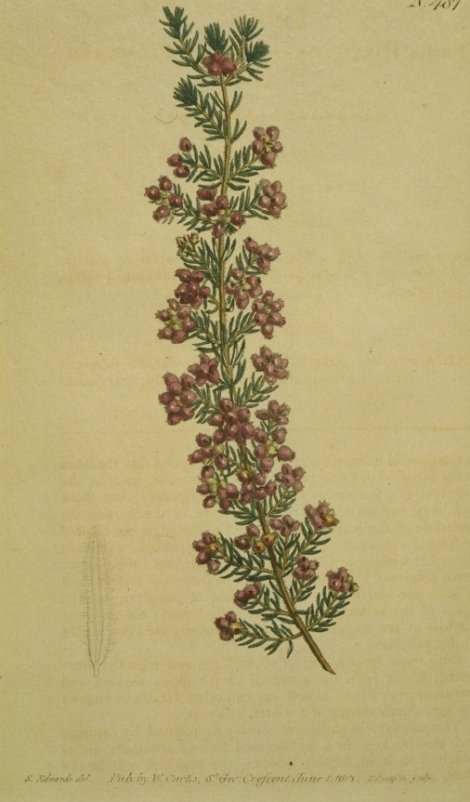 Erica hirtiflora - Curtis's Botanical