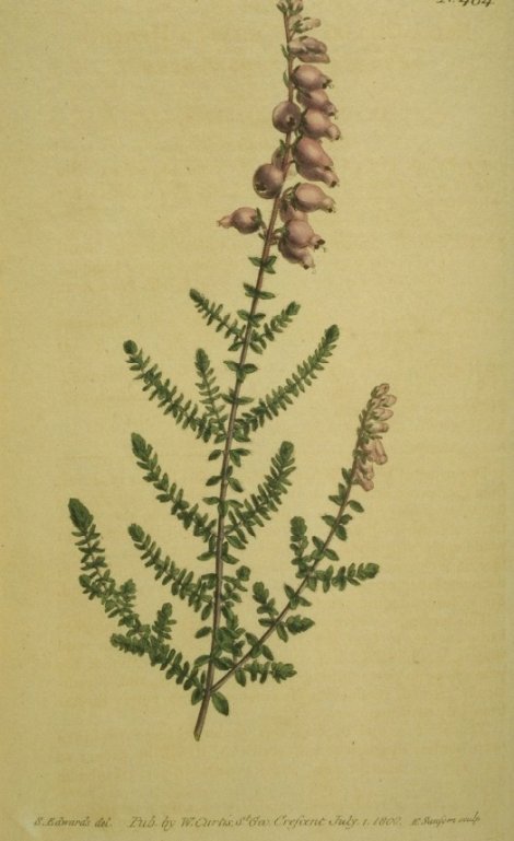 Erica ciliaris - Curtis's Botanical