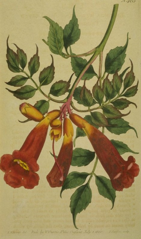 Campsis radicans - Curtis's Botanical