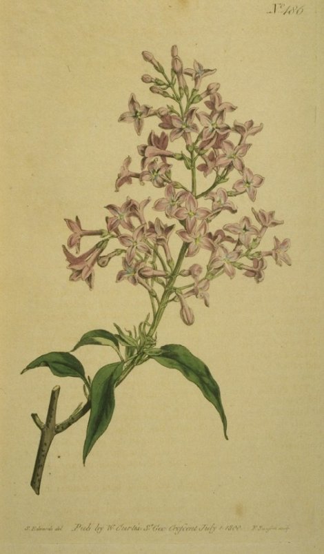 Syringa persica - Curtis's Botanical