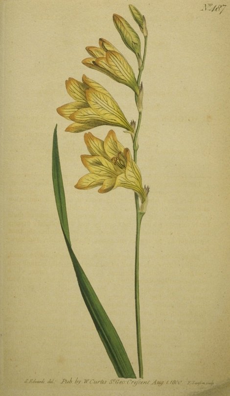 Tritonia lineata - Curtis's Botanical