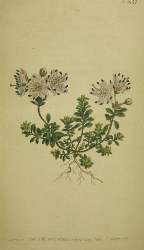 Rhododendron chamaecistus - Curtis's Botanical