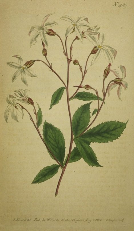 Gillenia trifoliata - Curtis's Botanical