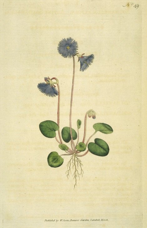Soldanella alpina - Curtis's Botanical