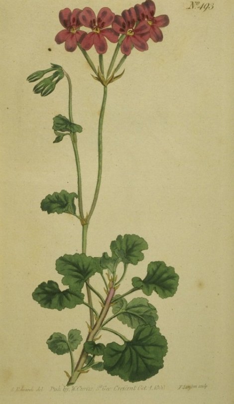 Pelargonium reniforme - Curtis's Botanical