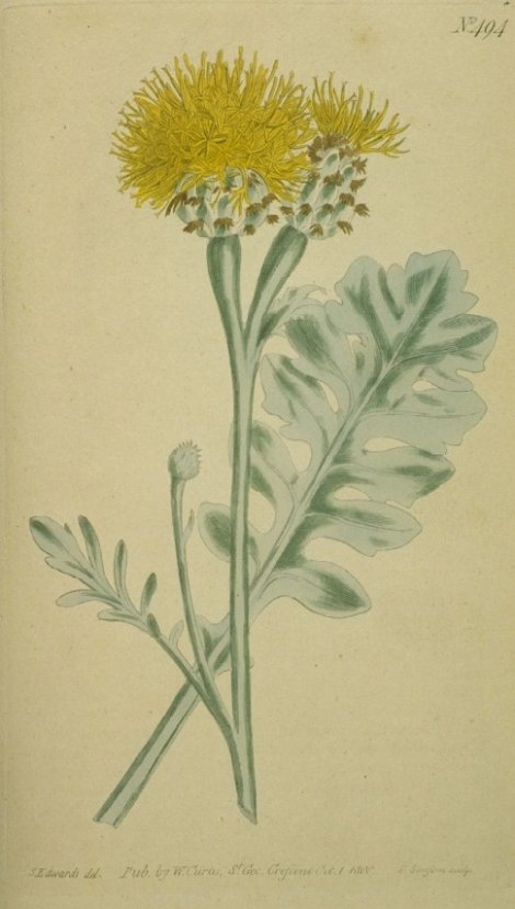 Centaurea ragusina - Curtis's Botanical