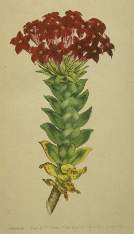 Rochea - Curtis's Botanical