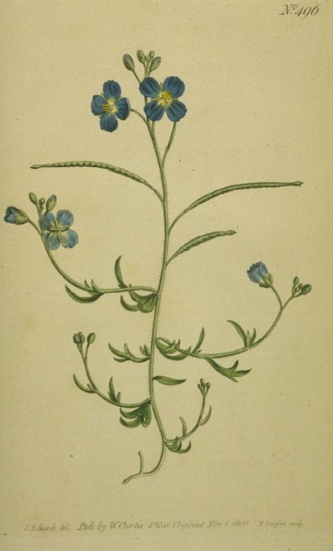 Heliophila arabioides - Curtis's Botanical