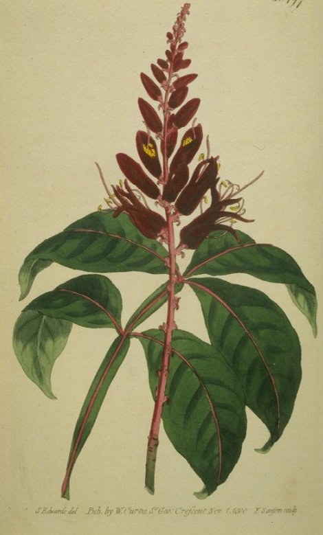 Quassia amara - Curtis's Botanical