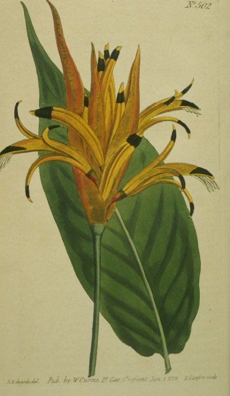 Heliconia psittacorum - Curtis's Botanical