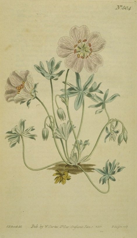 Geranium argenteum - Curtis's Botanical