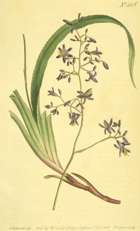 Dianella caerulea - Curtis's Botanical
