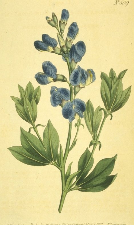 Baptisia australis - Curtis's Botanical