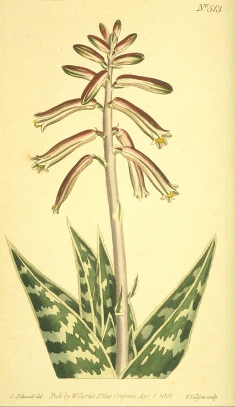 Aloe variegata - Curtis's Botanical