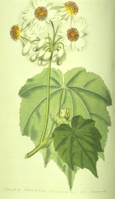 Sparmannia africana - Curtis's Botanical