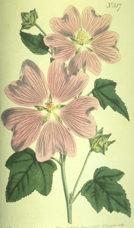 Lavatera thuringiaca - Curtis's Botanical