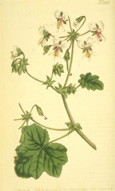 Pelargonium tomentosum - Curtis's Botanical