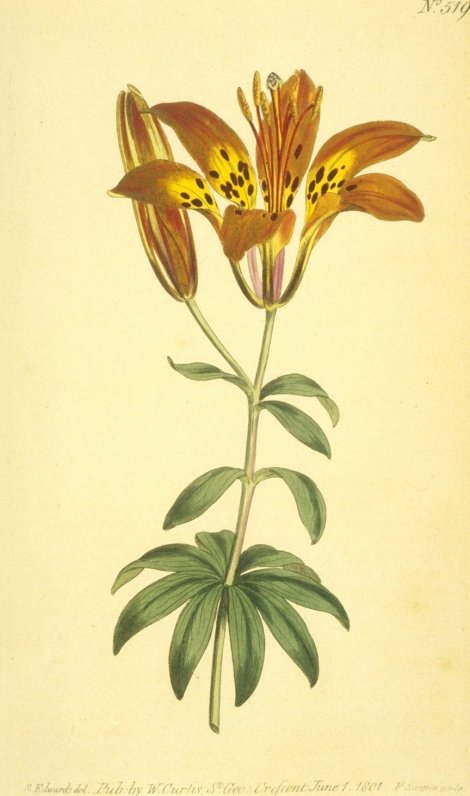 Lilium philadelphicum - Curtis's Botanical